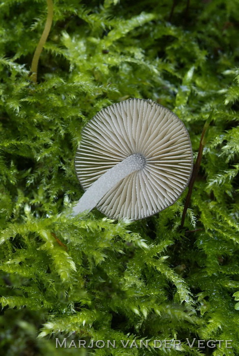 Teer kleefhoedje - Bolbitius reticulatus